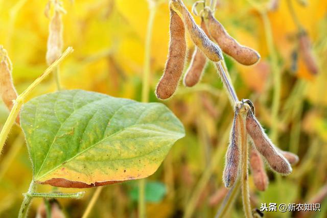 我们如何将大豆种植出高产量、质量好，方法在这里