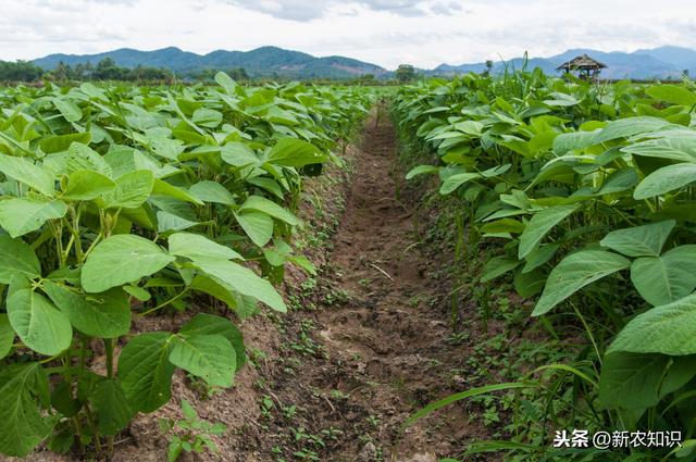 我们如何将大豆种植出高产量、质量好，方法在这里