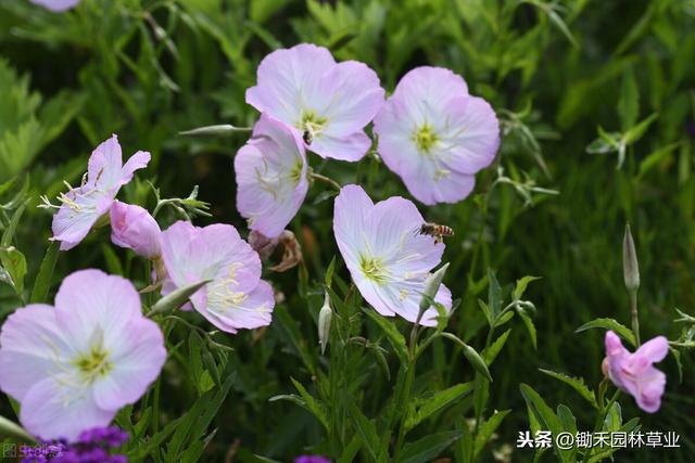 美女樱种子发芽率较低，您知道如何种植与养护吗？