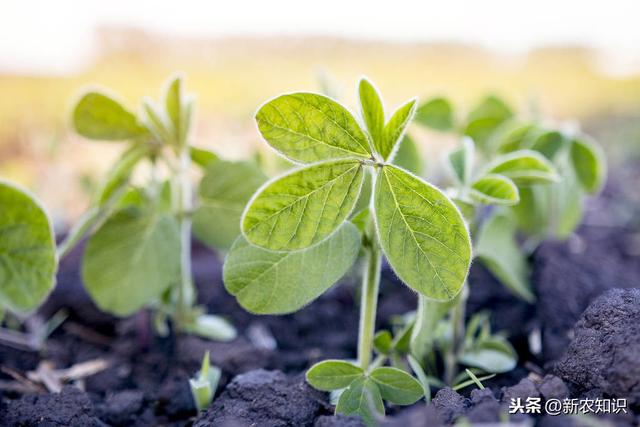 我们如何将大豆种植出高产量、质量好，方法在这里