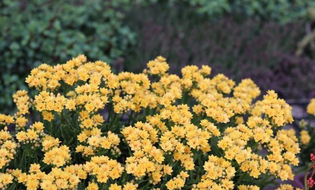 长寿花想养好，这“几步”做好，植株粗壮侧芽多，一年能开两三次