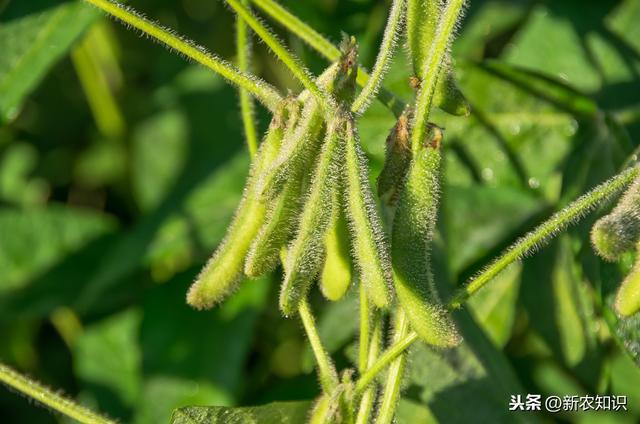 我们如何将大豆种植出高产量、质量好，方法在这里