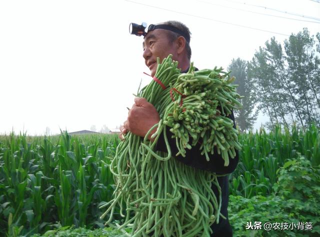 春季种植豆角做到这五点，苗株健壮、开花结荚多，持续采摘能高产