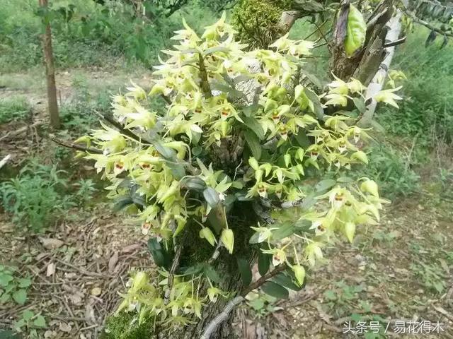 观赏石斛兰的家庭种植技术