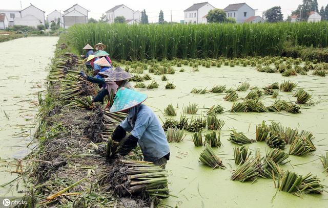 茭白栽植容易高产难，掌握以下几点高质又高产