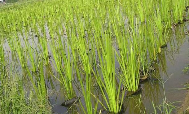 茭白栽植容易高产难，掌握以下几点高质又高产