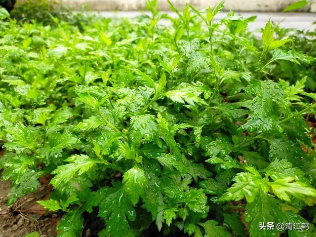 稀有蔬菜菊花脑种植为什么这么“冷门”？懂的人很爱它但知之者少