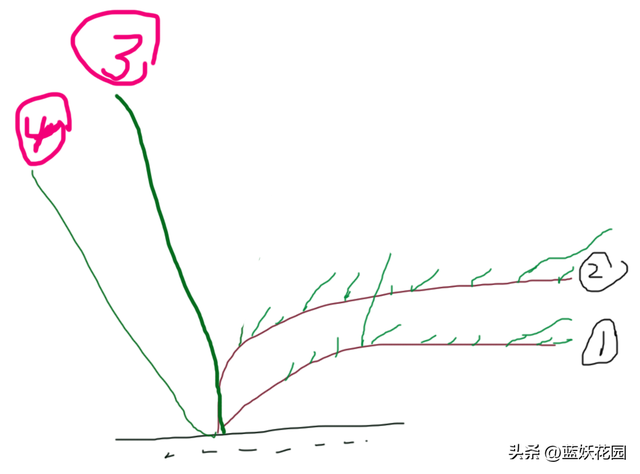 多年大藤本月季如何冬剪？常见4种状态，修剪图示。