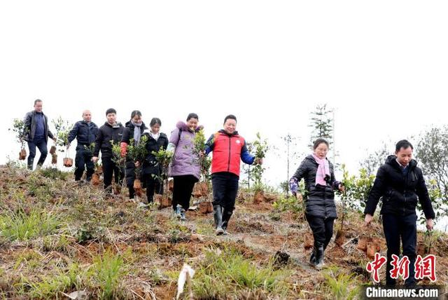 广西侗乡早春万亩油茶种植忙