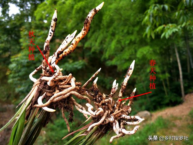 这样种植野生兰花，成活率高而且生根更壮，新手兰友需要了解