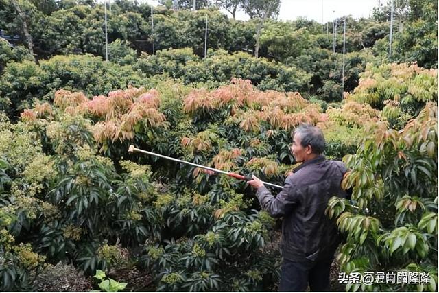 荔枝栽培：先做好选种、催芽，再掌握合适的管理和养护方法