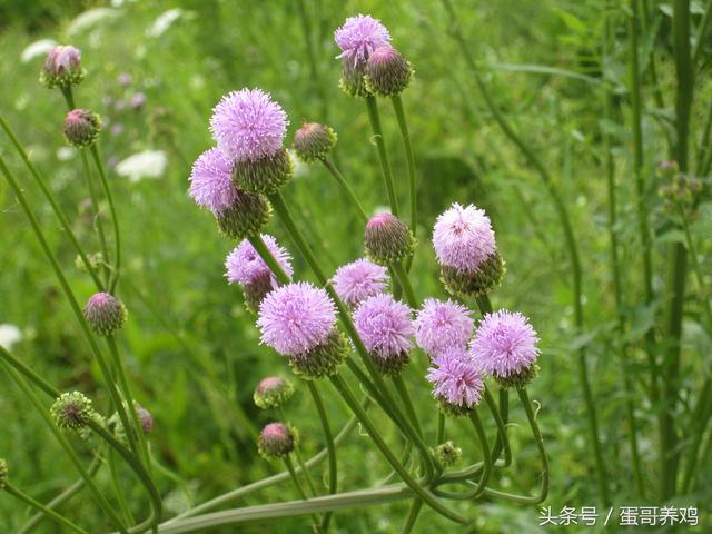 养鸡秘诀：田间地头不起眼的萋萋芽，用来喂鸡作用这么大！