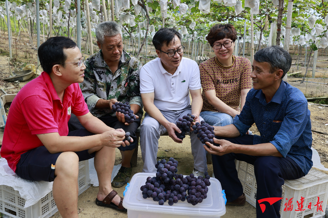 南平顺昌：葡萄丰收采摘忙