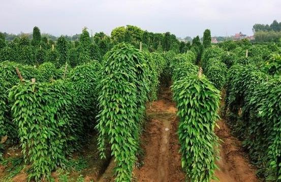 山药的种植时间，栽培技术，及田间管理