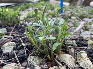 霍山铁皮石斛种植技术(霍山石斛的正确吃法，让你轻松享受滋补之效)