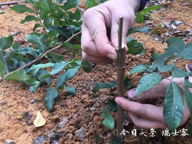 错峰上市，价格昂贵的四季蜜龙眼是如何种植的？这样种每月可结果