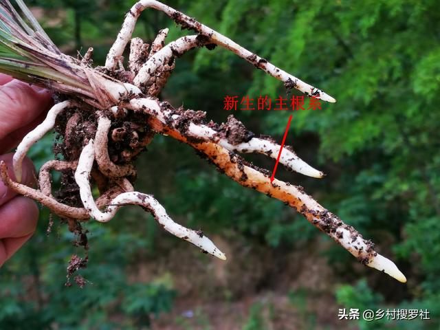 这样种植野生兰花，成活率高而且生根更壮，新手兰友需要了解