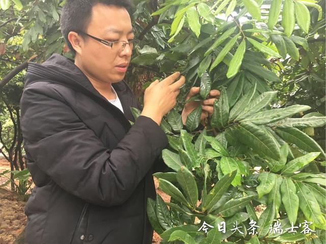 错峰上市，价格昂贵的四季蜜龙眼是如何种植的？这样种每月可结果