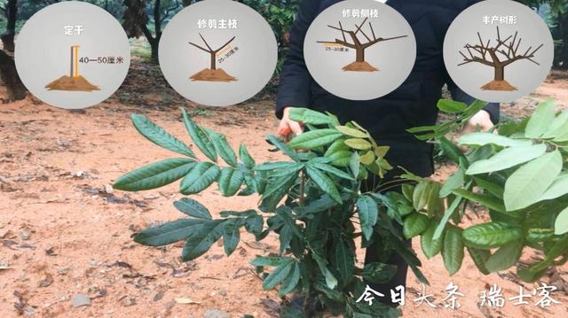 错峰上市，价格昂贵的四季蜜龙眼是如何种植的？这样种每月可结果