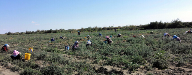 中原民众开享“西域奇珍”新疆黑枸杞暨河南愿臻生物科技公司开业