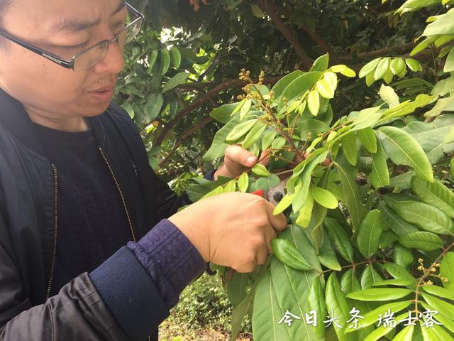 错峰上市，价格昂贵的四季蜜龙眼是如何种植的？这样种每月可结果