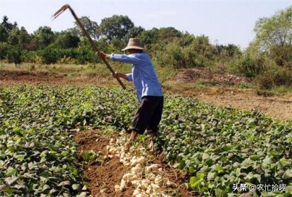 7月又成熟，仅根部无毒，被当蔬菜3百多年，如今却变成水果