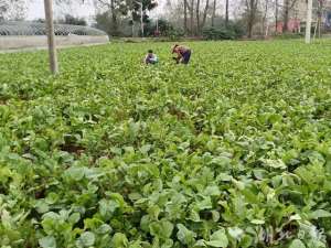 白萝卜种植基地(孝昌白沙镇：东河萝卜“鲜甜”上市品质高 销路广)