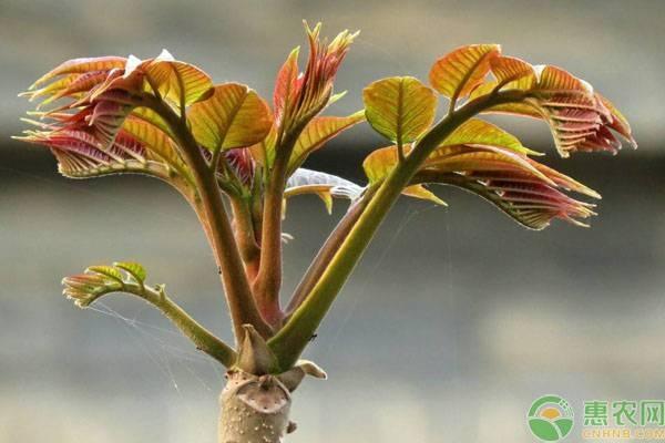 香椿芽为什么卖得贵？种植一亩香椿芽需投资多少成本？