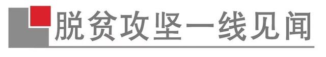 三江归东村：野葡萄变身“金疙瘩”