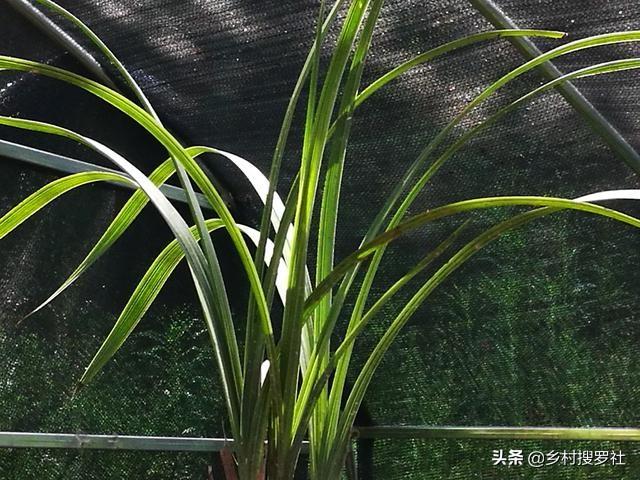 这样种植野生兰花，成活率高而且生根更壮，新手兰友需要了解