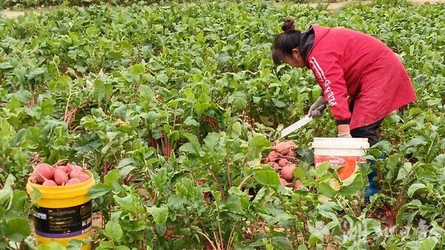 孝昌白沙镇：东河萝卜“鲜甜”上市品质高 销路广