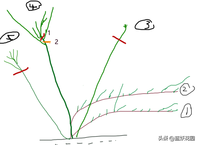 多年大藤本月季如何冬剪？常见4种状态，修剪图示。