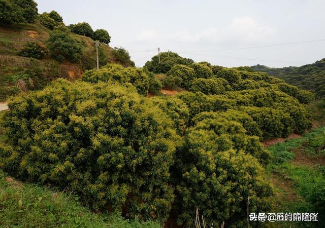 荔枝栽培：先做好选种、催芽，再掌握合适的管理和养护方法