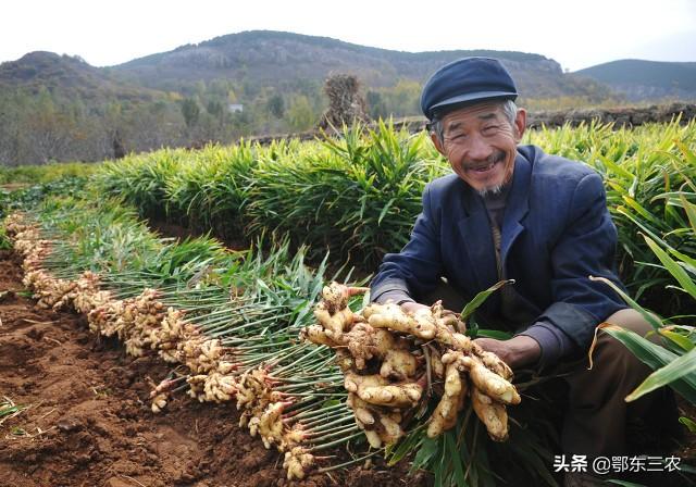 种植生姜在哪个时候喷施磷酸二氢钾，能够促进分蘖，提高产量？