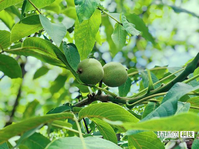 “云种菜”结真果，万斤核桃“飞”出云南深山