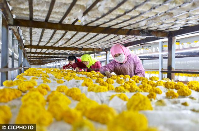 甘肃民乐：食用菌金耳种出“金饽饽”