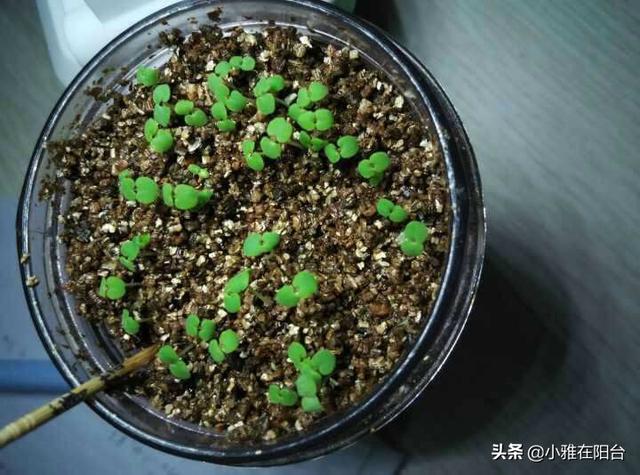 想在阳台种薄荷，3个小方法，一个比一个简单，不花钱就能种一盆