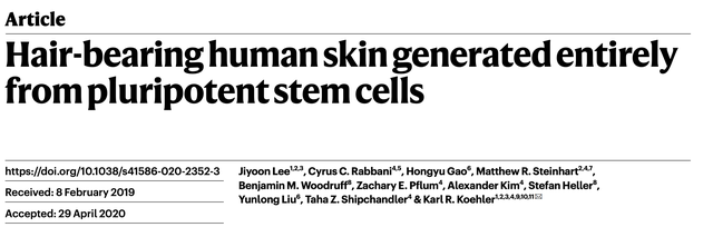 哈佛科学家培养人造皮肤可长出毛发，为“秃顶”投下治愈曙光