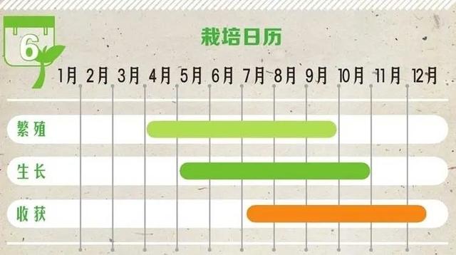 生菜生长周期短宜照顾，“懒人、菜鸟、杀手”都占全也能栽种成功