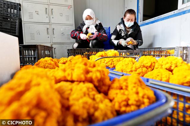 甘肃民乐：食用菌金耳种出“金饽饽”