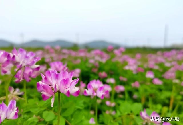 水稻要持续增产增收，宜种植绿肥紫云英，附播种要点