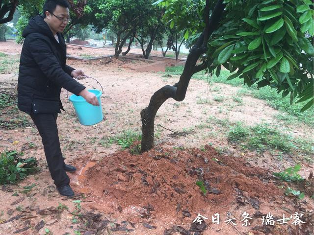 错峰上市，价格昂贵的四季蜜龙眼是如何种植的？这样种每月可结果