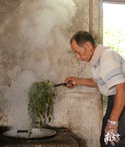 一碗凉粉做了40年！廉江这条“凉粉草村”承载几代人记忆…