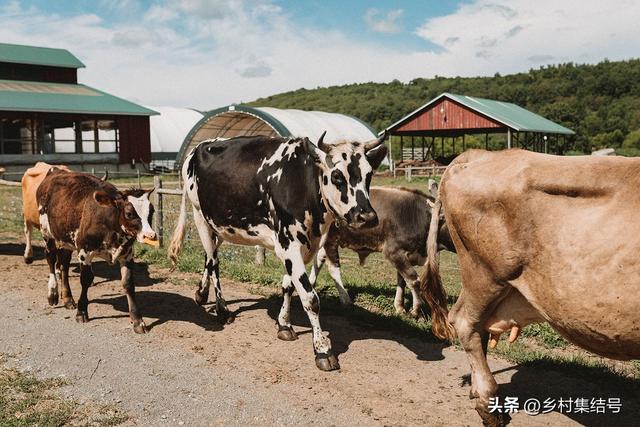 农业研学项目怎么做的好？美国这家最佳儿童农场营地经验值得借鉴