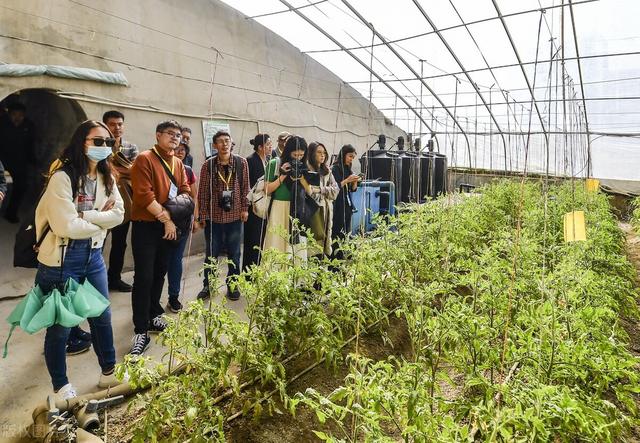 耕地能多样化种植了！新规明确4类作物可以种，包括栽树种药材