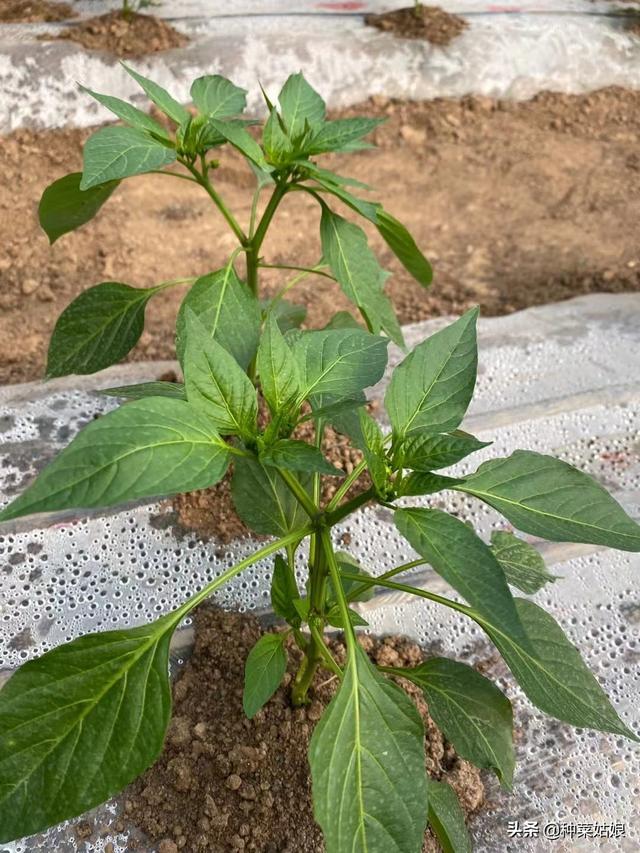 秋季种菜，选择适宜苗龄很重要，否则有的徒长，有的不长，太难了