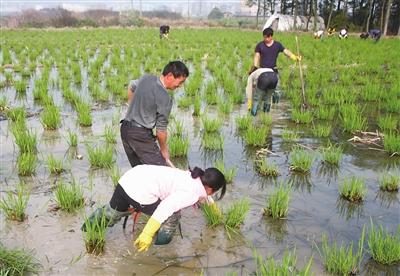 茭白栽植容易高产难，掌握以下几点高质又高产