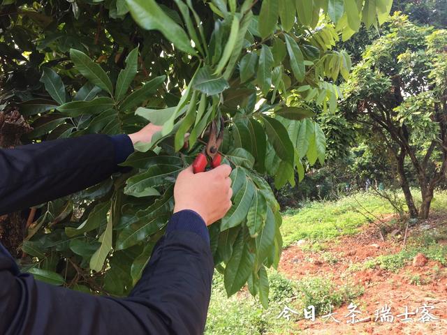 错峰上市，价格昂贵的四季蜜龙眼是如何种植的？这样种每月可结果