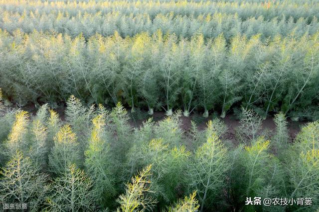 立秋至，天渐凉，这些蔬菜作物种植正当时