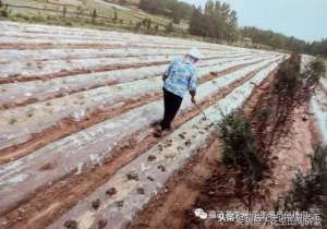 北方蔬菜种植茬口(怎么判定种植什么茬口的花生？从哪方面考虑和安排，分析珍藏版)